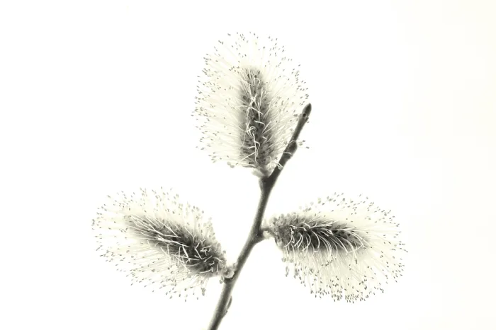 Gerahmter Druck : Willow Gerahmter Druck : Willow