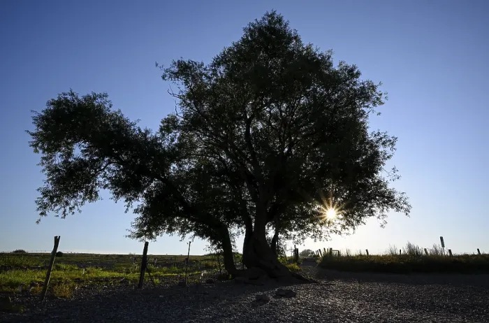 Gerahmter Druck : Weiden im Hintergrundlicht, mit Sonnenstern. Gerahmter Druck : Weiden im Hintergrundlicht, mit Sonnenstern.
