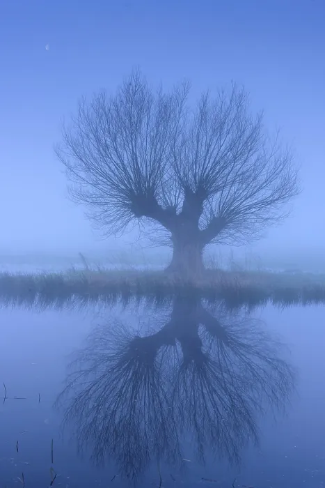Gerahmter Druck : Weiden im Nebel bei Dummer, Dummer See Gerahmter Druck : Weiden im Nebel bei Dummer, Dummer See