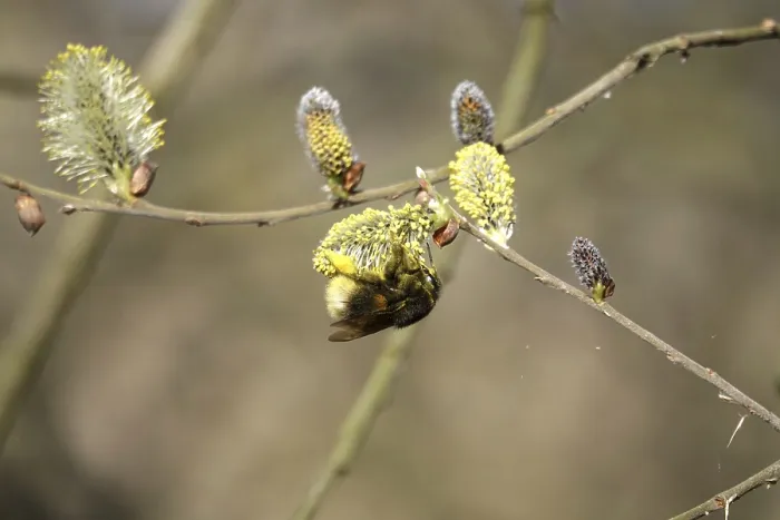 Gerahmter Druck : Weidenkätzchen mit Bienenkönigin, Frühling, Deutschland. Gerahmter Druck : Weidenkätzchen mit Bienenkönigin, Frühling, Deutschland.