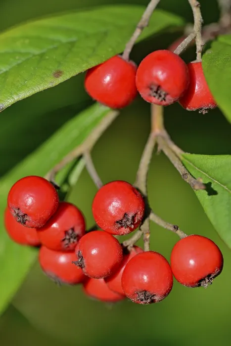 Gerahmter Druck : Weidenblättriger Schneeball (Cotoneaster salicifolius flococcus) Gerahmter Druck : Weidenblättriger Schneeball (Cotoneaster salicifolius flococcus)