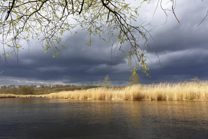 Gerahmter Druck : Weidenbaum mit Riedern, Wolken. Gerahmter Druck : Weidenbaum mit Riedern, Wolken.