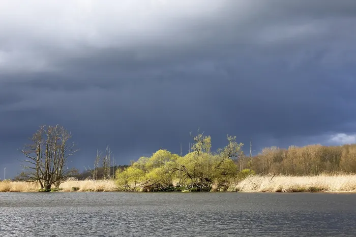 Gerahmter Druck : Weidenbäume am Ufer der Peene. Gerahmter Druck : Weidenbäume am Ufer der Peene.