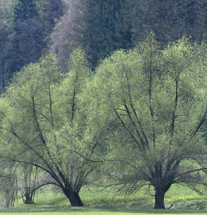 Gerahmter Druck : Weidenbäume (Salix) im Frühling. Gerahmter Druck : Weidenbäume (Salix) im Frühling.