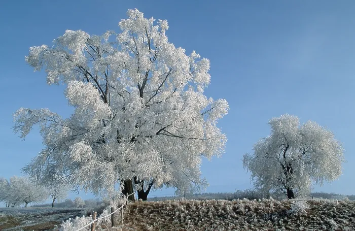 Gerahmter Druck : Weidenbäume im Winter, Hessen. Gerahmter Druck : Weidenbäume im Winter, Hessen.