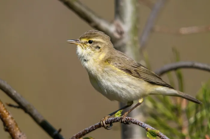 Gerahmter Druck : Weissschwangensänger Blätter Waldsänger, Phylloscopus trochilus Gerahmter Druck : Weissschwangensänger Blätter Waldsänger, Phylloscopus trochilus