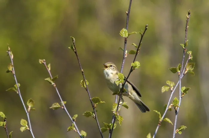 Gerahmter Druck : Weisshauchsänger Blaumeise, Phylloscopus trochilus. Gerahmter Druck : Weisshauchsänger Blaumeise, Phylloscopus trochilus.