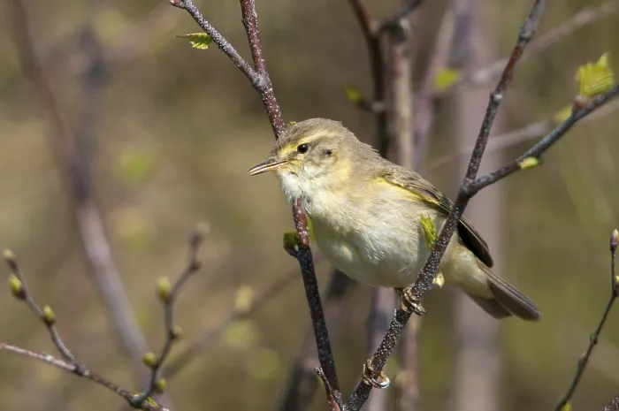 Gerahmter Druck : Weisshauchsänger Blaumeise, Phylloscopus trochilus. Gerahmter Druck : Weisshauchsänger Blaumeise, Phylloscopus trochilus.