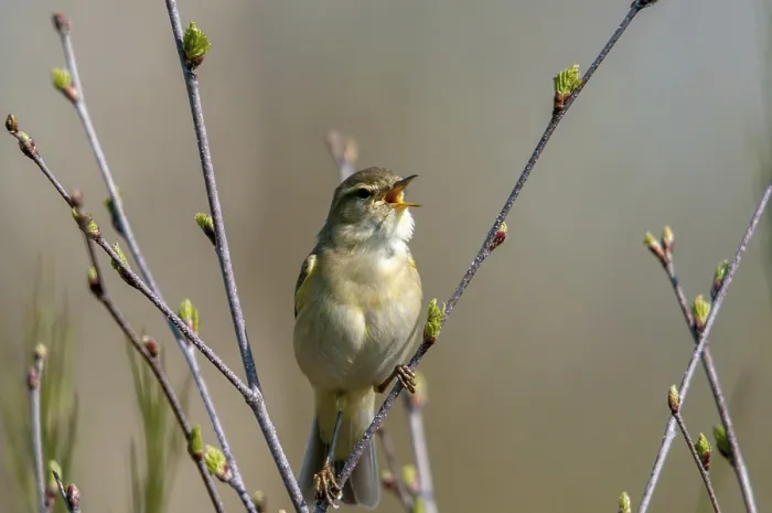 Gerahmter Druck : Weidenspötter Blätterlaubsänger, Phylloscopus trochilus. Gerahmter Druck : Weidenspötter Blätterlaubsänger, Phylloscopus trochilus.