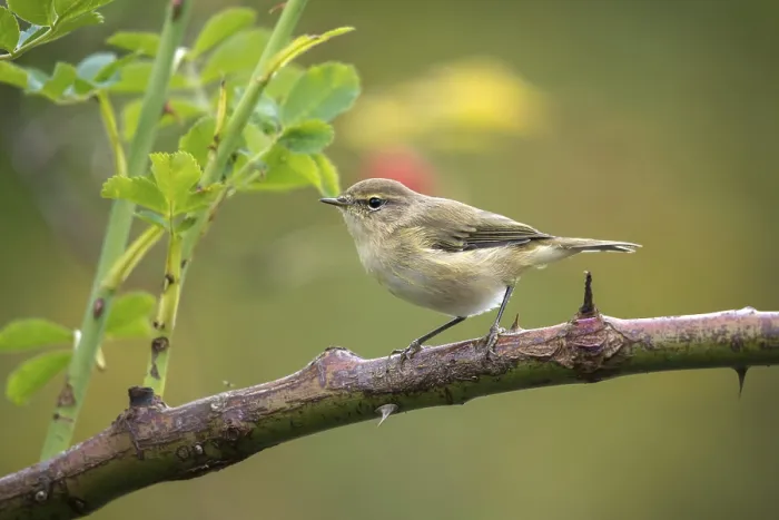 Gerahmter Druck : Weisshauchsperling Blätterlaubsänger, Phylloscopus trochilus. Gerahmter Druck : Weisshauchsperling Blätterlaubsänger, Phylloscopus trochilus.
