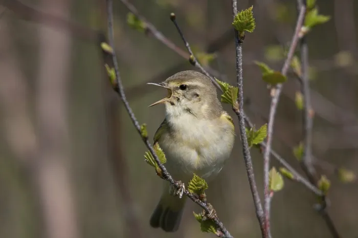 Gerahmter Druck : Weisshauchsperling Blätterlaubsänger, Phylloscopus trochilus. Gerahmter Druck : Weisshauchsperling Blätterlaubsänger, Phylloscopus trochilus.