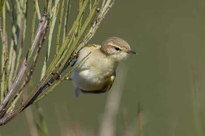Gerahmter Druck : Weisshauchsperling Blätterwaldsänger, Phylloscopus trochilus. Gerahmter Druck : Weisshauchsperling Blätterwaldsänger, Phylloscopus trochilus.
