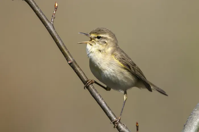Gerahmter Druck : Weisshauchsänger Blaumeise, Phylloscopus trochilus Gerahmter Druck : Weisshauchsänger Blaumeise, Phylloscopus trochilus
