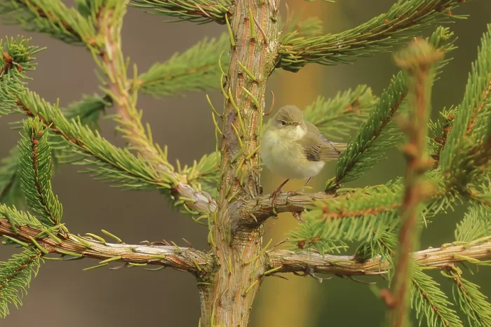 Gerahmter Druck : Weisssingammer, Phylloscopus trochilus Gerahmter Druck : Weisssingammer, Phylloscopus trochilus
