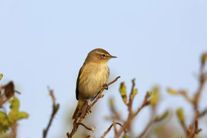 Gerahmter Druck : Weisshauchsänger (Phylloscopus trochilus) Gerahmter Druck : Weisshauchsänger (Phylloscopus trochilus)