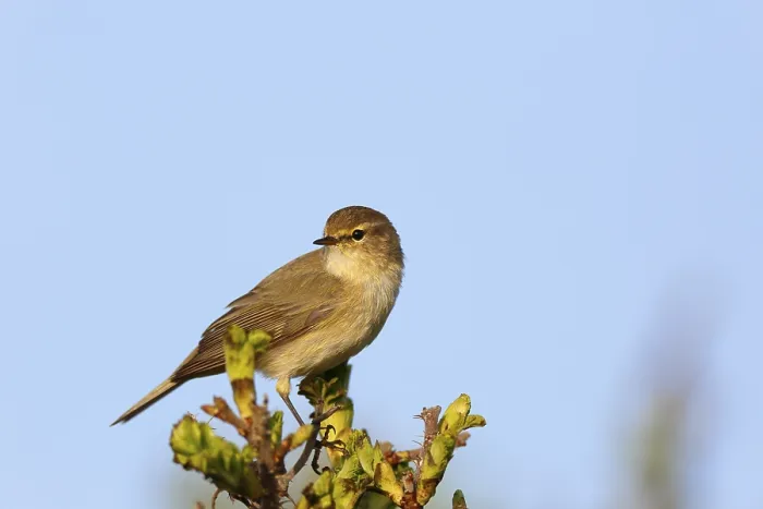 Gerahmter Druck : Weisshauchsänger (Phylloscopus trochilus) Gerahmter Druck : Weisshauchsänger (Phylloscopus trochilus)