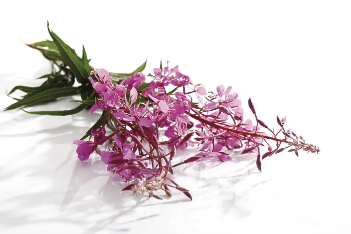 Gerahmter Druck : Weidenröschen (Epilobium) Gerahmter Druck : Weidenröschen (Epilobium)