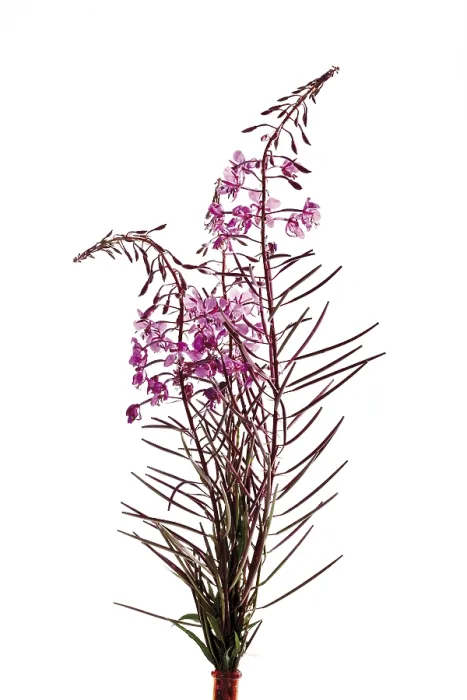 Gerahmter Druck : Weidenröschen (Epilobium) Gerahmter Druck : Weidenröschen (Epilobium)