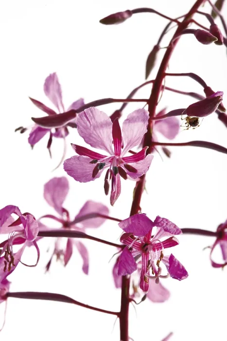 Gerahmter Druck : Weidenröschen (Epilobium) Gerahmter Druck : Weidenröschen (Epilobium)