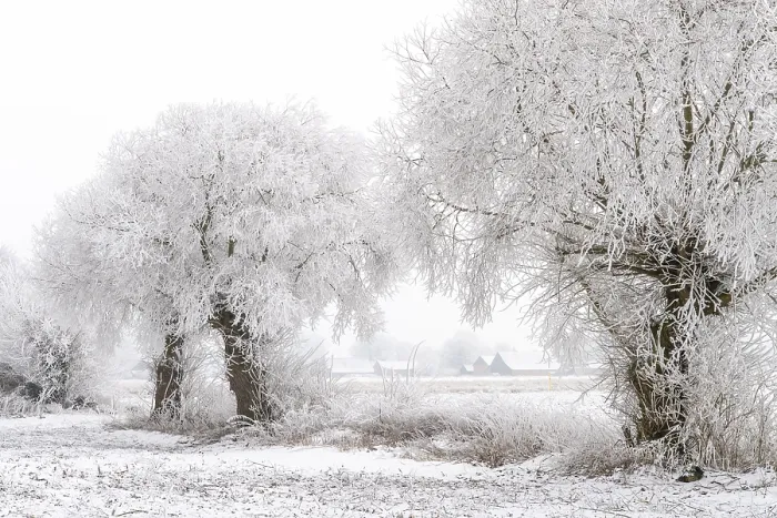 Gerahmter Druck : Weiden im Schnee, Winter, Vechta Gerahmter Druck : Weiden im Schnee, Winter, Vechta