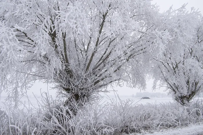 Gerahmter Druck : Weiden im Schnee, Winter, Vechta. Gerahmter Druck : Weiden im Schnee, Winter, Vechta.
