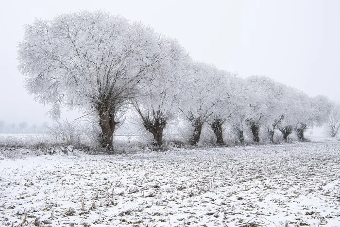 Gerahmter Druck : Weiden im Schnee, Winter, Vechta. Gerahmter Druck : Weiden im Schnee, Winter, Vechta.
