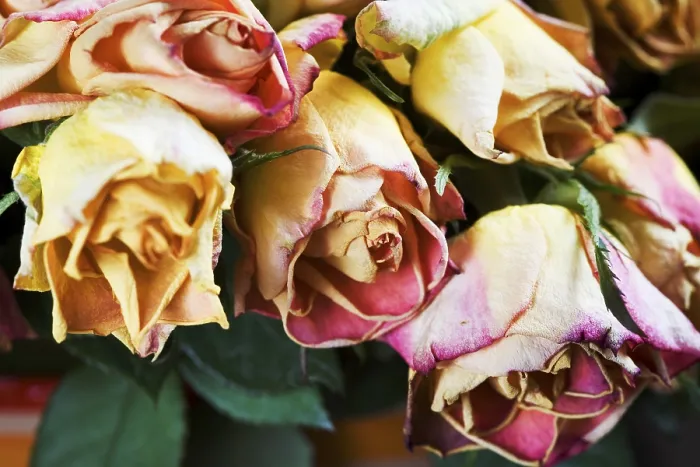 Gerahmter Druck : Verwelkte Rosen, Detail. Gerahmter Druck : Verwelkte Rosen, Detail.