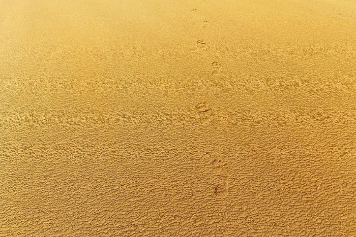 Gerahmter Druck : Wind, der über Strukturen im Sand weht. Gerahmter Druck : Wind, der über Strukturen im Sand weht.