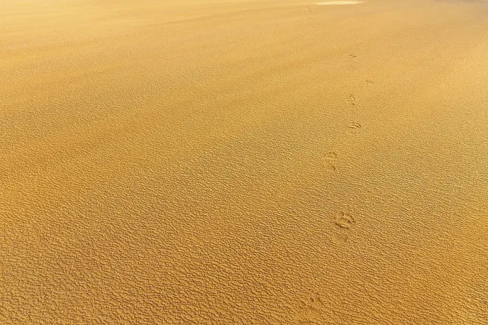 Gerahmter Druck : Wind, der über Strukturen im Sand weht. Gerahmter Druck : Wind, der über Strukturen im Sand weht.