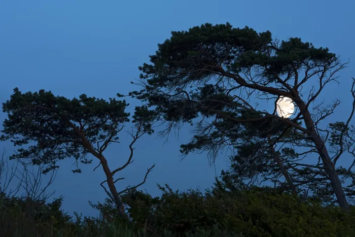 Gerahmter Druck : Bäume im Wind mit dem Mond. Gerahmter Druck : Bäume im Wind mit dem Mond.