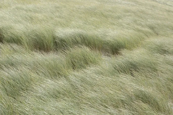 Gerahmter Druck : Der Wind weht über grasbedeckte Dünen. Gerahmter Druck : Der Wind weht über grasbedeckte Dünen.
