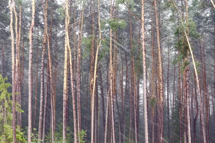 Gerahmter Druck : Wind und Regen vor einem Wald. Gerahmter Druck : Wind und Regen vor einem Wald.