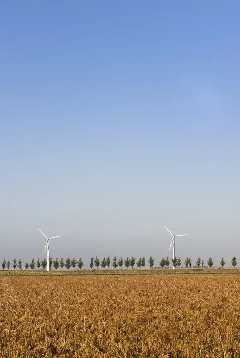 Gerahmter Druck : Windräder hinter einer Baumallee. Gerahmter Druck : Windräder hinter einer Baumallee.