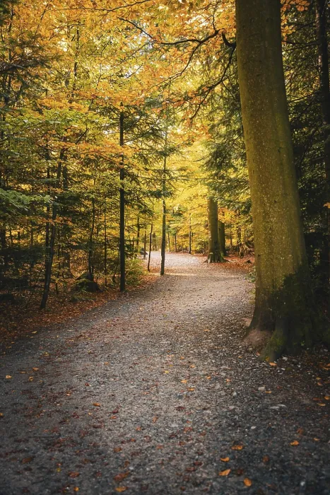 Gerahmter Druck : Weg durch den Wald im Herbst. Gerahmter Druck : Weg durch den Wald im Herbst.