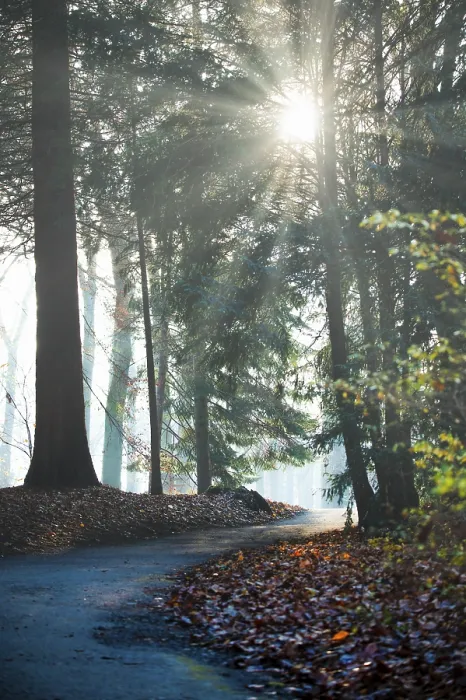 Gerahmter Druck : Ein windender Pfad durch einen Wald, Blätter rechts und links des Pfades. Gerahmter Druck : Ein windender Pfad durch einen Wald, Blätter rechts und links des Pfades.
