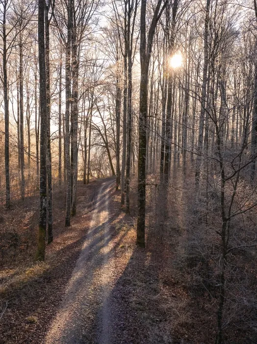 Gerahmter Druck : Ein windender Pfad durch einen winterlichen Wald. Gerahmter Druck : Ein windender Pfad durch einen winterlichen Wald.