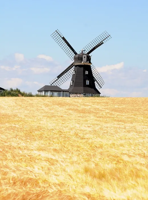 Gerahmter Druck : Windmühle in einem Getreidefeld, Smedstorp. Gerahmter Druck : Windmühle in einem Getreidefeld, Smedstorp.