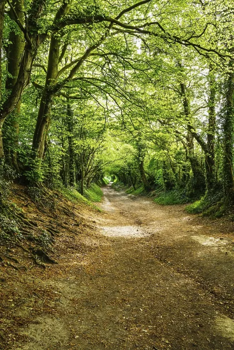Gerahmter Druck : Der Windmill Trail, Halnaker Hill Gerahmter Druck : Der Windmill Trail, Halnaker Hill
