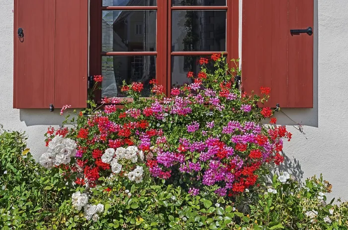 Gerahmter Druck : Fenster mit blumigen Dekorationen. Gerahmter Druck : Fenster mit blumigen Dekorationen.