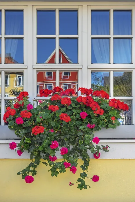 Gerahmter Druck : Fenster mit Nelken (Pelargonium). Gerahmter Druck : Fenster mit Nelken (Pelargonium).