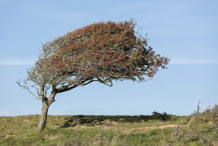 Gerahmter Druck : Windgepeitschtes Baum am Cuckmere Haven Gerahmter Druck : Windgepeitschtes Baum am Cuckmere Haven