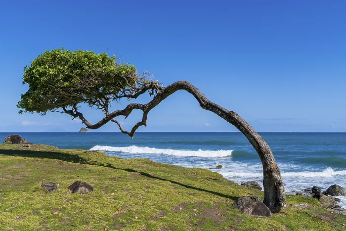 Gerahmter Druck : Baum im Sturmwind von Pointe Allegre. Gerahmter Druck : Baum im Sturmwind von Pointe Allegre.