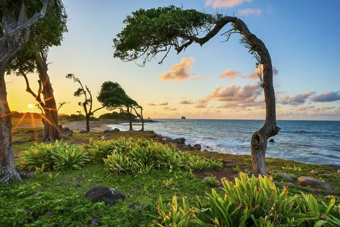 Gerahmter Druck : Baum im Sturmwind bei Pointe Allegre Gerahmter Druck : Baum im Sturmwind bei Pointe Allegre