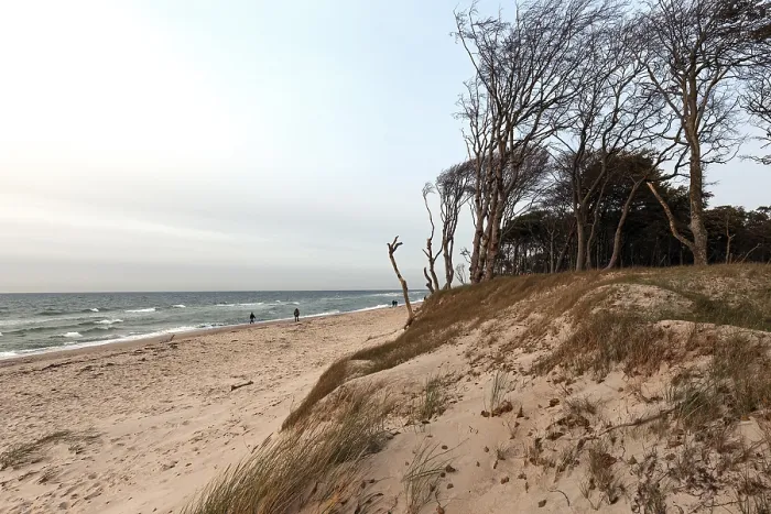 Gerahmter Druck : Windgebeutelter Baum, Westbeach, Därwald Gerahmter Druck : Windgebeutelter Baum, Westbeach, Därwald
