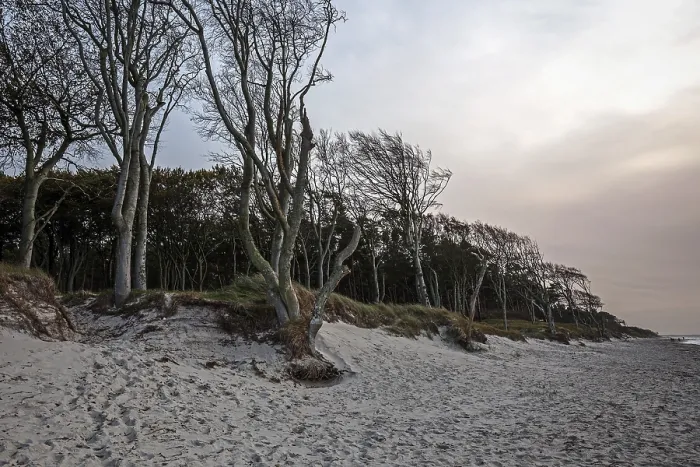 Gerahmter Druck : Windgebeutelter Baum, Weststrand, Darßwald Gerahmter Druck : Windgebeutelter Baum, Weststrand, Darßwald