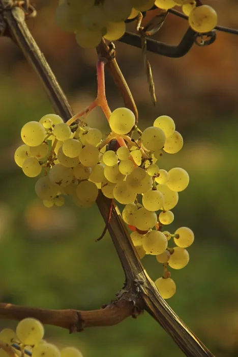 Gerahmter Druck : Wein, Traube Gerahmter Druck : Wein, Traube