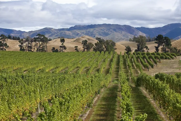Gerahmter Druck : Weinbau in Neuseeland Gerahmter Druck : Weinbau in Neuseeland