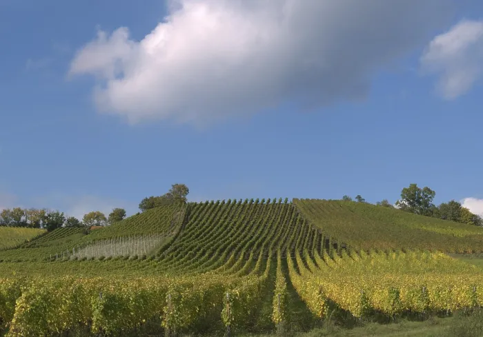 Gerahmter Druck : Weinbau im Steigerwald, Unterfranken, Bayern, Deutschland Gerahmter Druck : Weinbau im Steigerwald, Unterfranken, Bayern, Deutschland