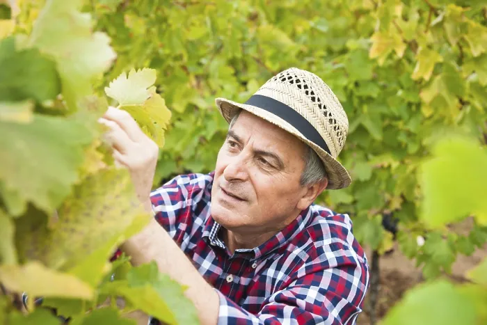 Gerahmter Druck : Weinbauer oder Winzer überprüft Reben in seinem Weingarten. Gerahmter Druck : Weinbauer oder Winzer überprüft Reben in seinem Weingarten.