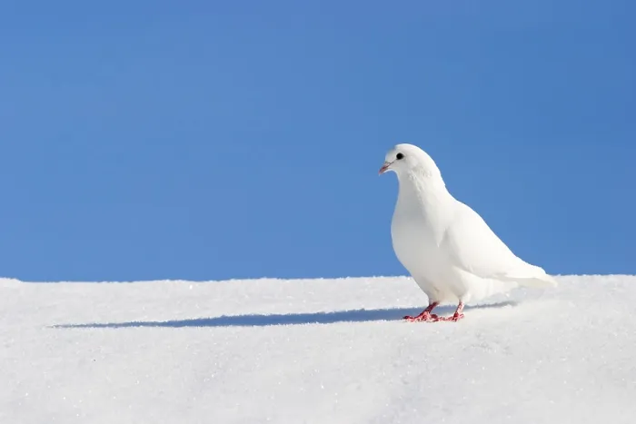 Gerahmter Druck : Im Winter. Gerahmter Druck : Im Winter.